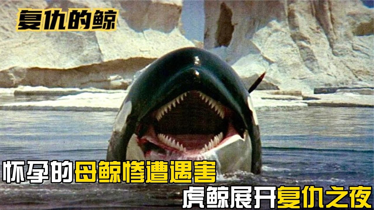 怀孕的母鲸惨遭遇害，虎鲸展开复仇之夜