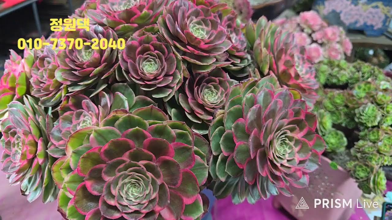 속초 정원다육 정원댁010.7370.2040
