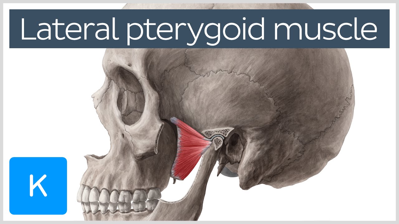 Function of the Lateral Pterygoid Muscle - Human Anatomy |&nbsp;Kenhub