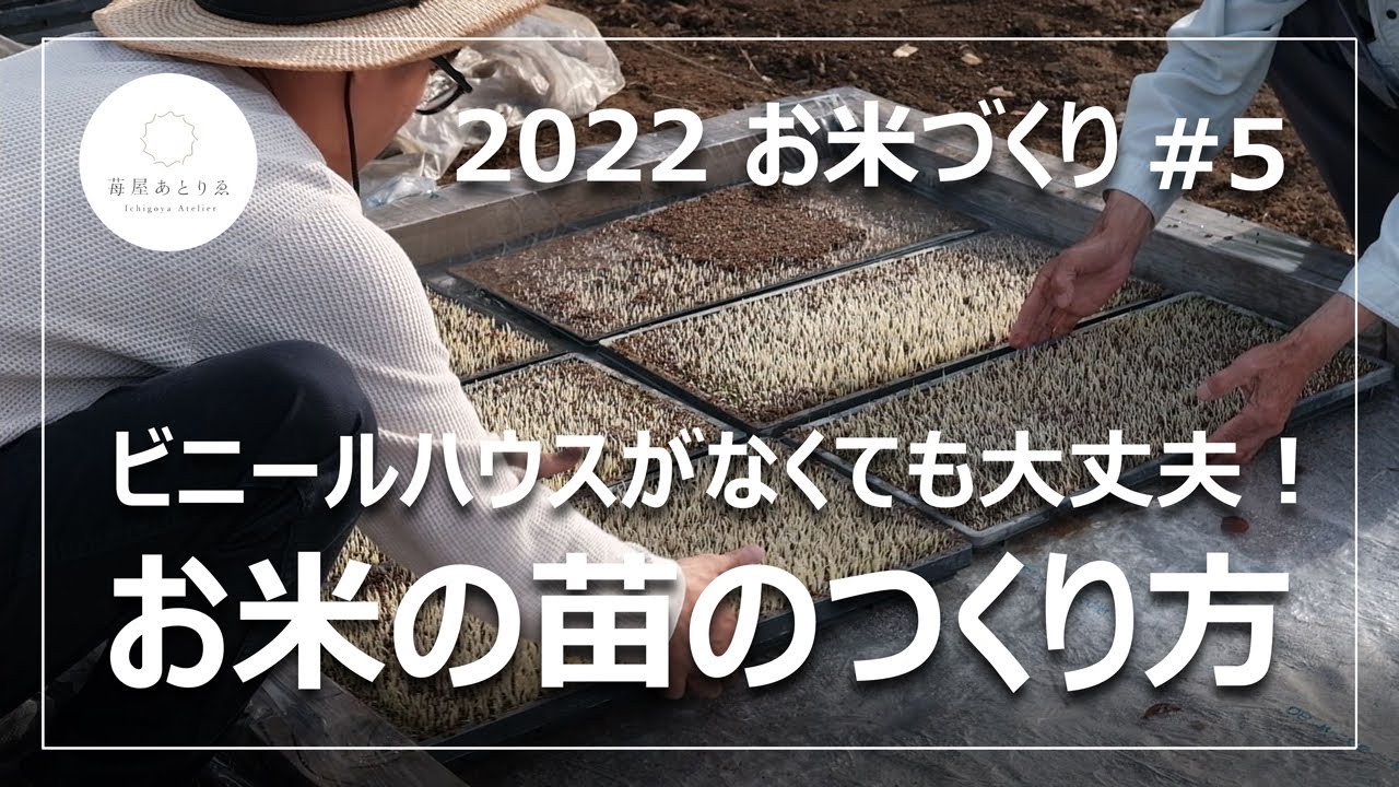 【お米づくり】#5 ビニールハウス不要！お米の育苗！