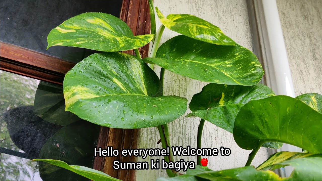 Big green leaves moneyplant/Pothos/Devil's Ivy/growth and care