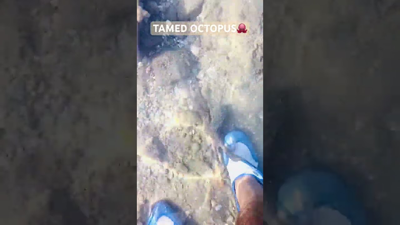 Friendly Octopus ”Pantelis” Comes Out to Say Hello 🐙  