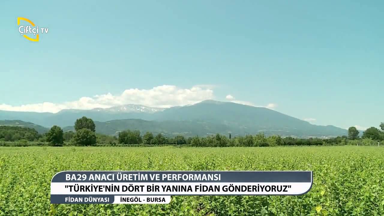 FİDAN DÜNYASI - BA29 ANACI ÜRETİM VE PERFORMANSI