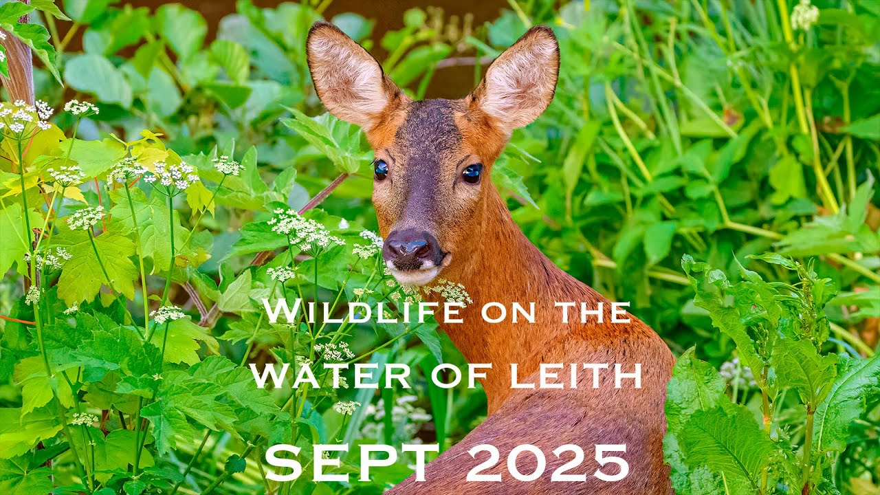 Wildlife on the Water of Leith - September 2025