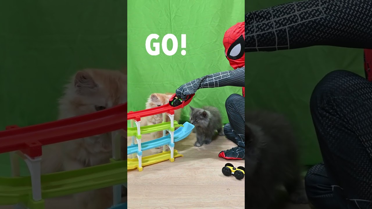 Spiderman and the Ramp Race: Curious Cats Join the Fun! #spiderman #ramprace #cat #catvideos #shorts