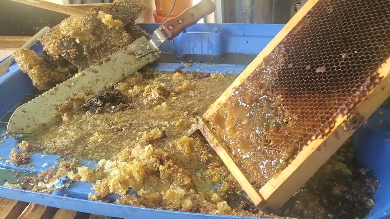 Honey Harvest