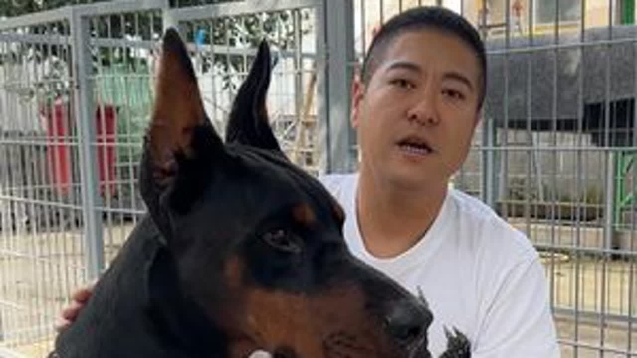 德系杜宾日常该怎么运动？ #德系杜宾 #德系杜宾犬 #杜宾运动 #养狗经验分享 #康诚杜宾