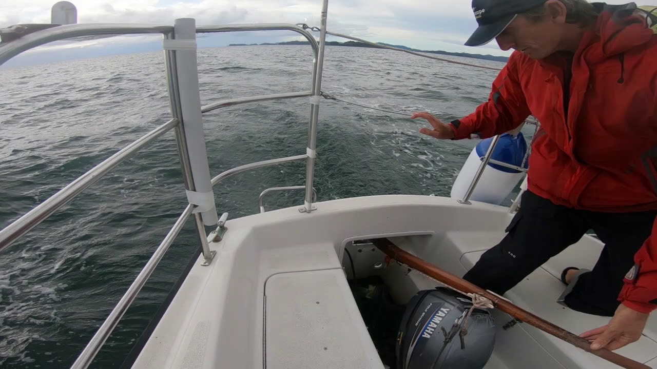 Orca joining sailing lesson:  Bay of Islands, New Zealand