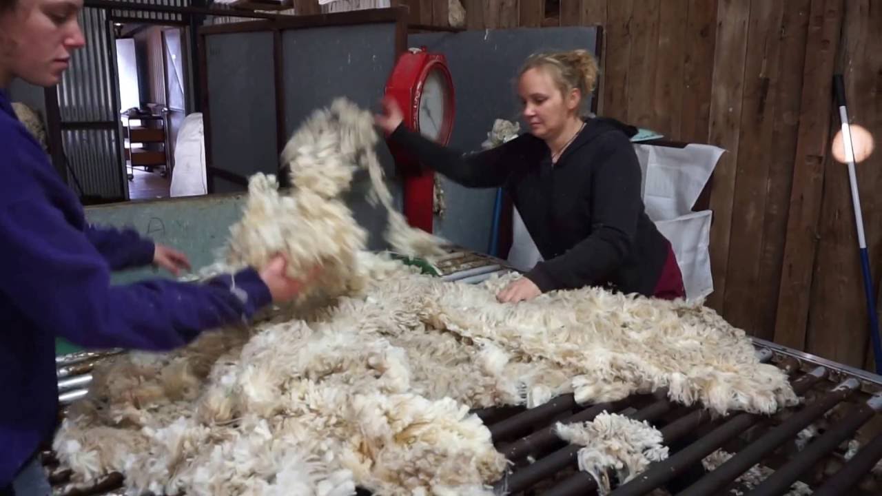 Last run at the shearing shed