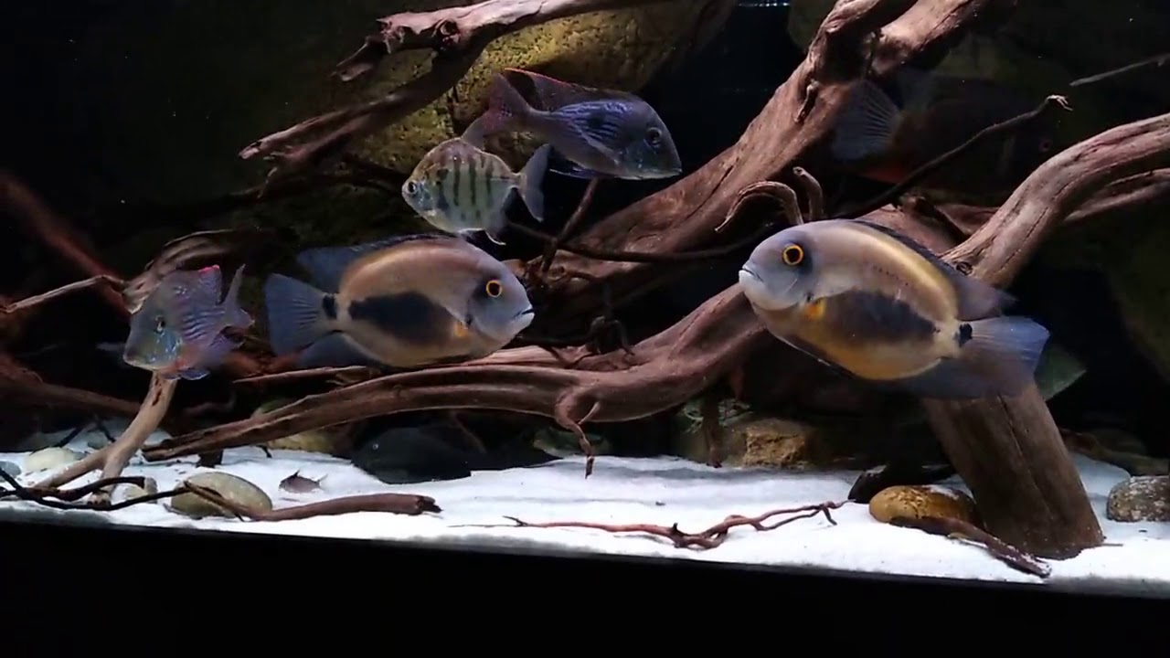 cichlids and metynnis in 200 gallons tank k
