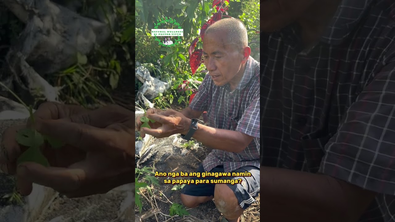 Ano nga ba ang ginagawa namin sa papaya para sumanga?