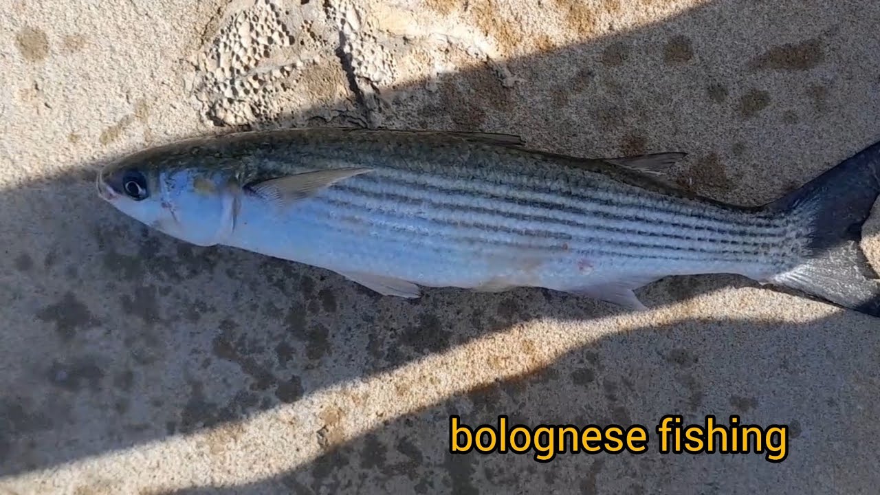 ψάρεμα με την τεχνική του bolognese, βάση καλαμιού.  bolognese fishing with bread,fishing rod base