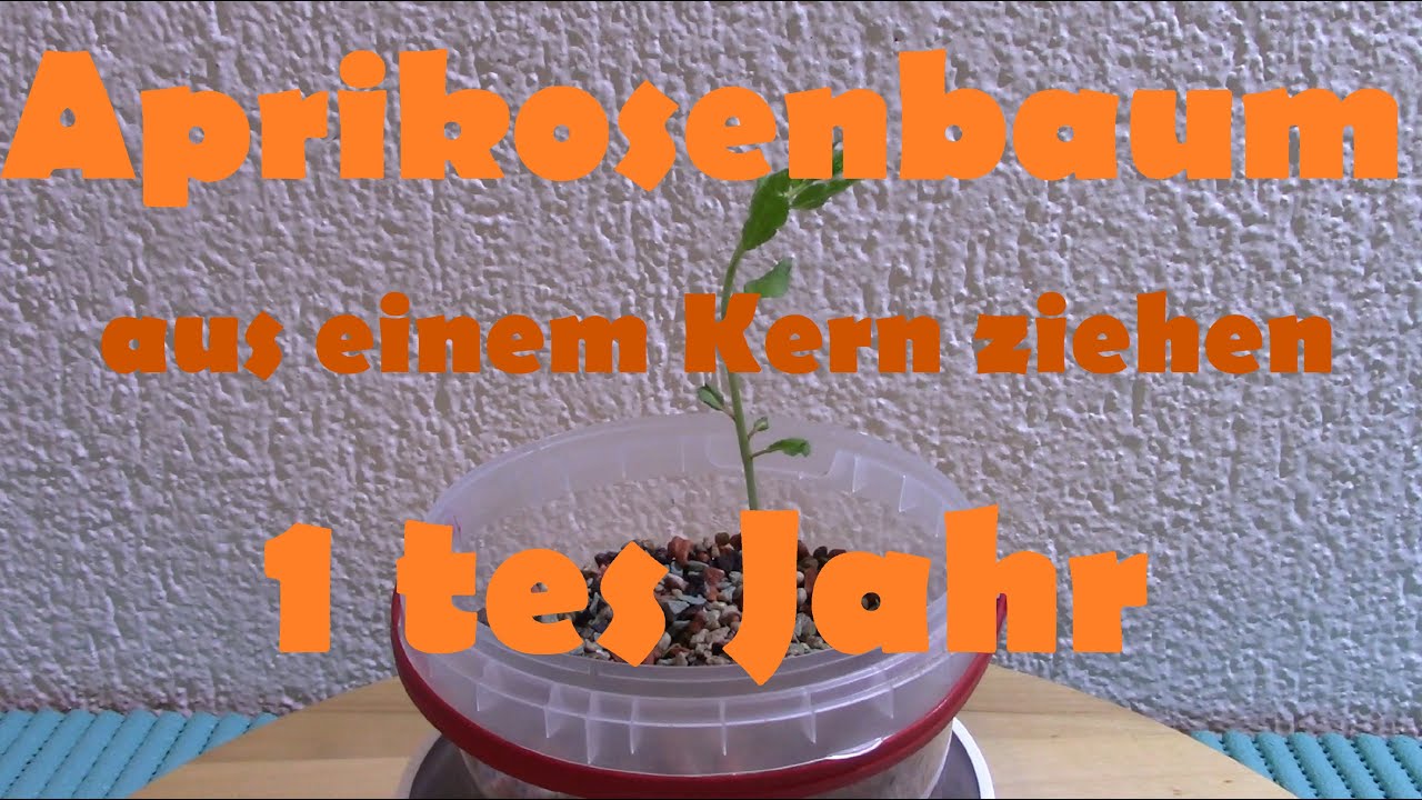 Aprikosenbaum aus einem Kern ziehen-1tes Jahr #plants #schweiz