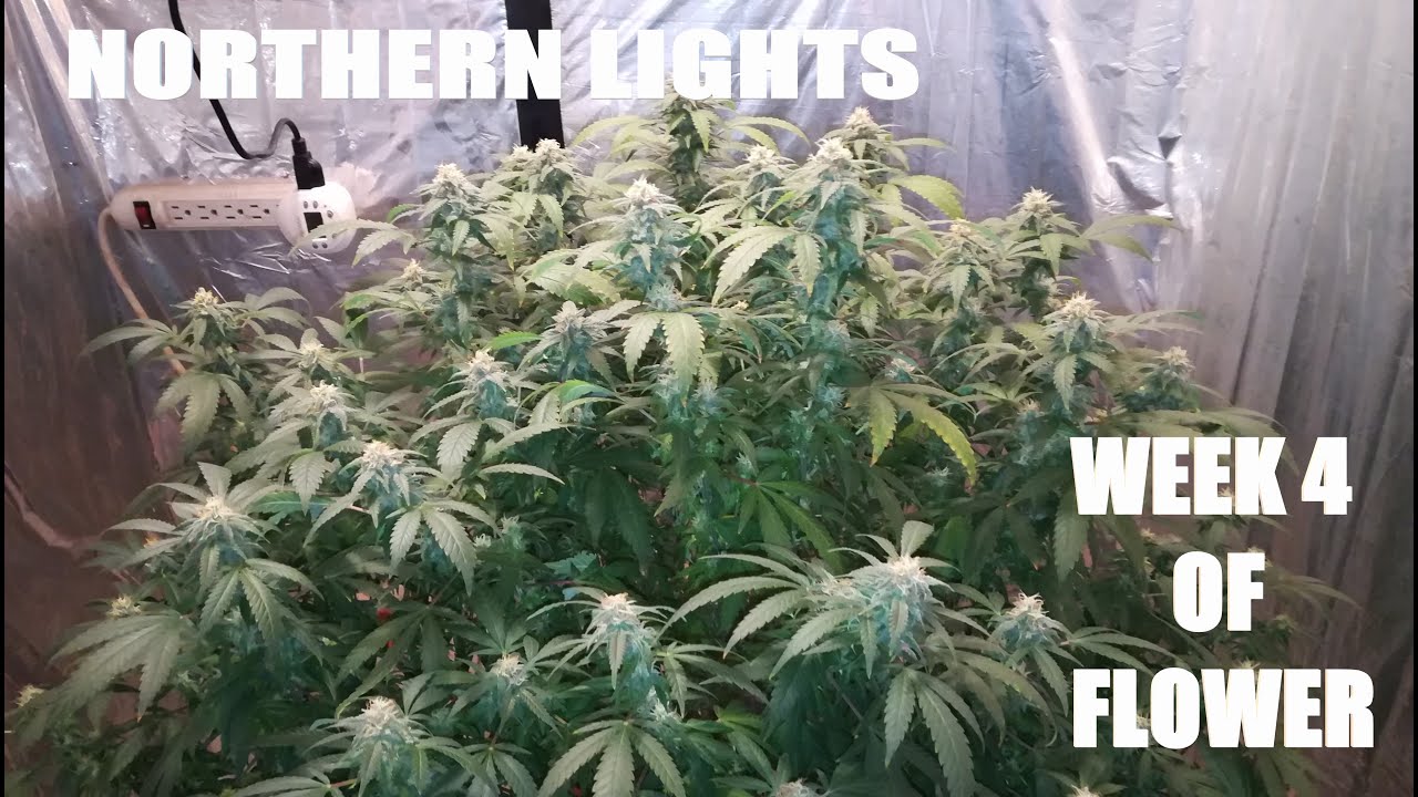 NORTHERN LIGHTS WEEK 4 OF FLOWER! WATCH UNTIL THE END!