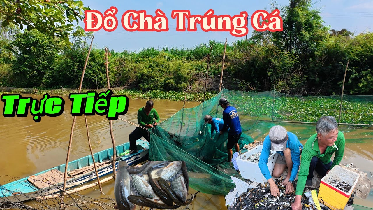 🔥 Trực Tiếp Bắt Cá Rô Phi Bằng Đổ Chà – Quá Nhiều Cá!