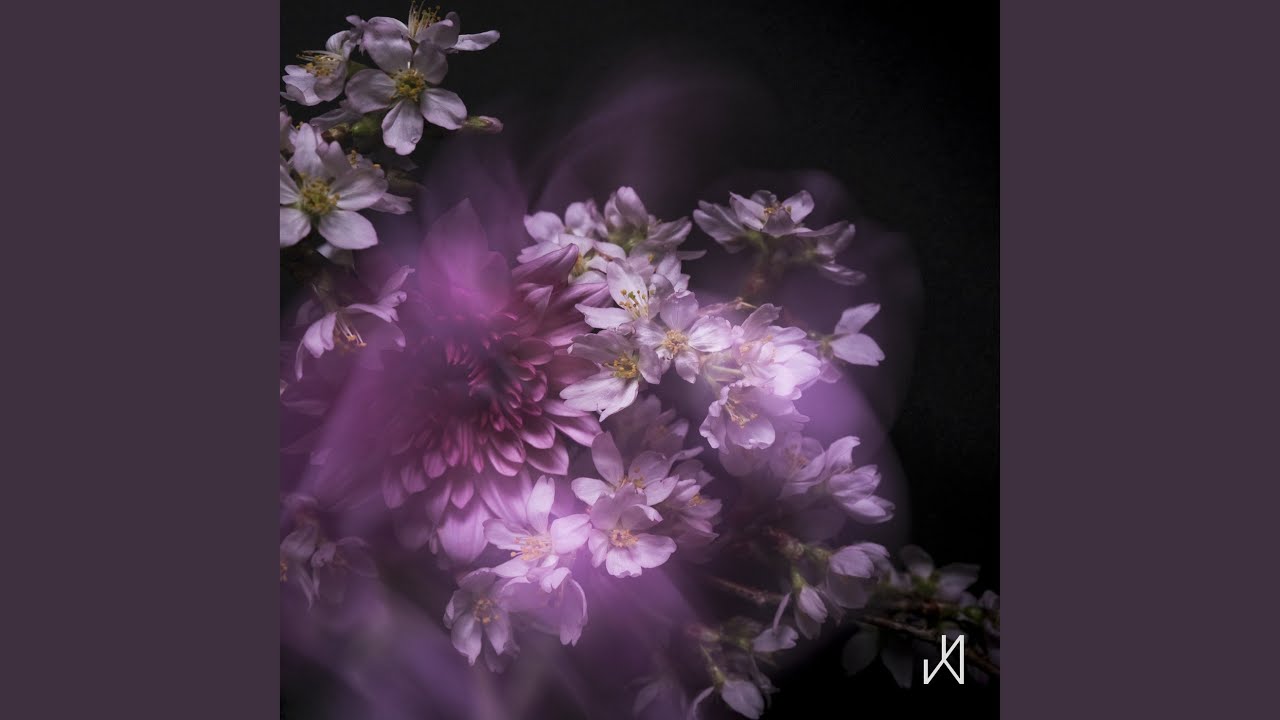 Sakura Sakura