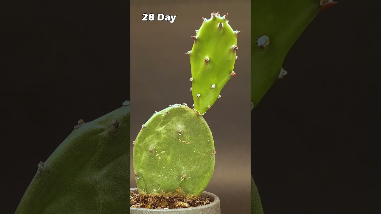 Cactus Growing Time-Lapse