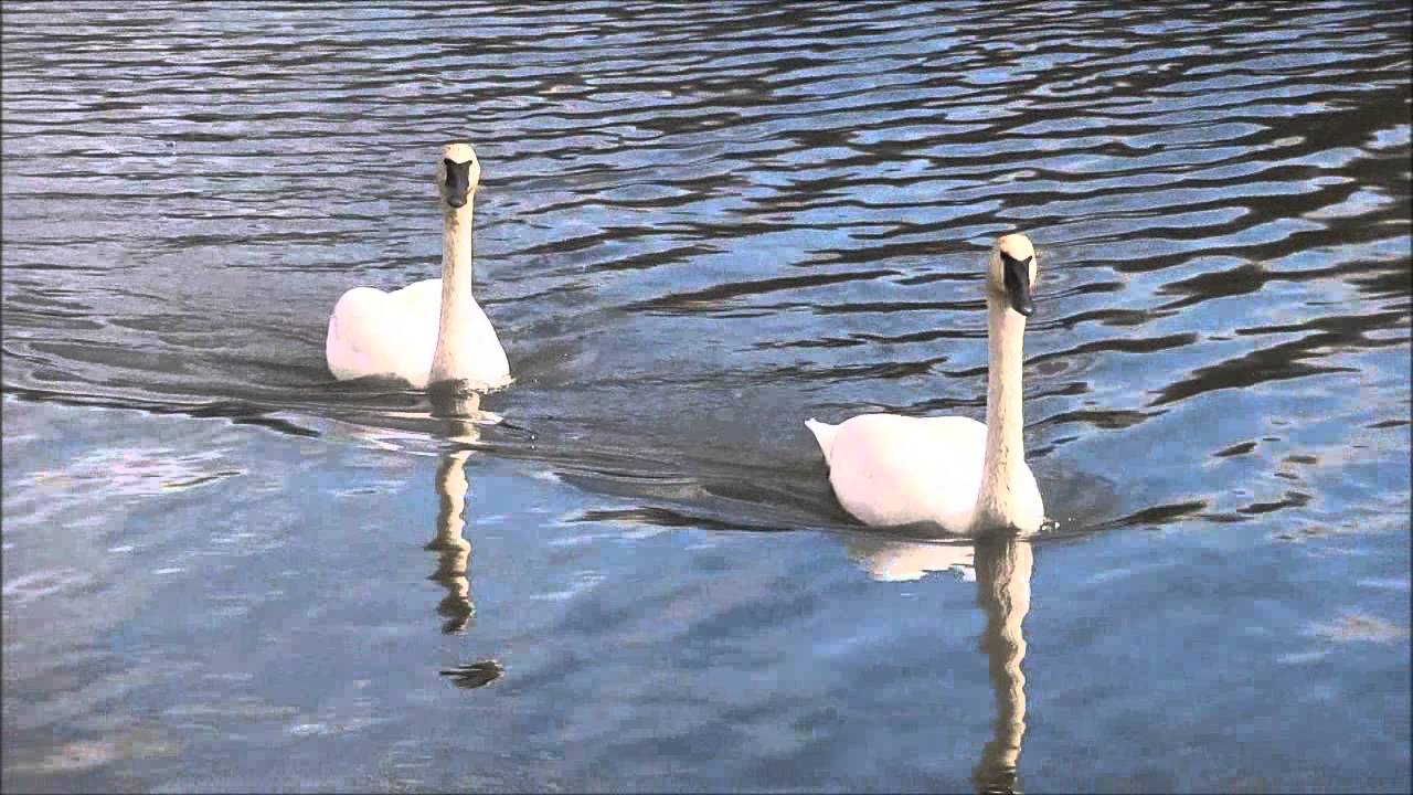 2 Dead Mute Swans Killed by Trumpeter Swans