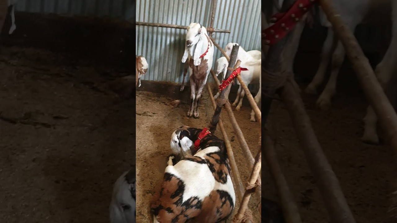 Bakra Eid 2023 Special Goats Masha Allah - #bakra #viral #biggoats #bakraeidspecial #bakramandi