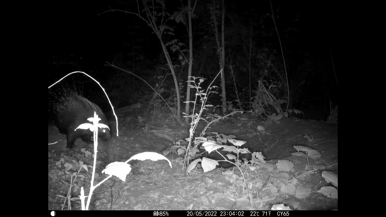 Tre Istrici nel bosco
