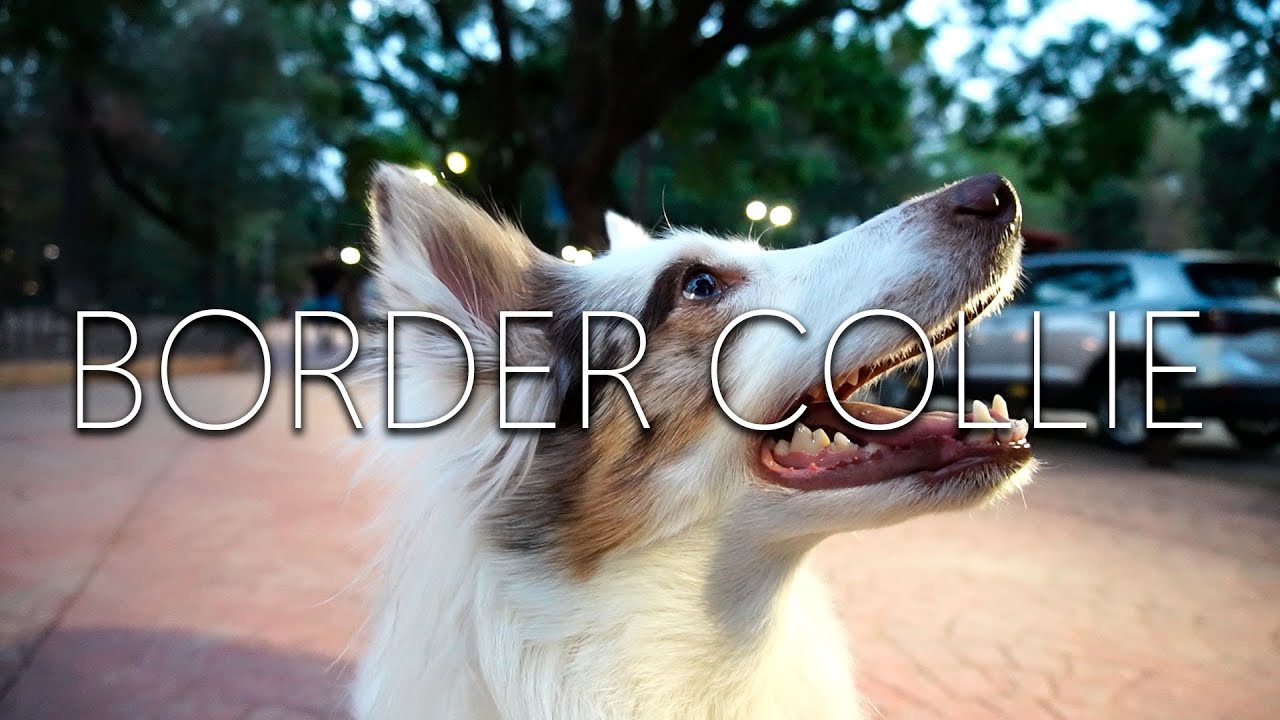 La Hermosa historia de Gaia: una Border Collie que cambió la vida de su dueño.