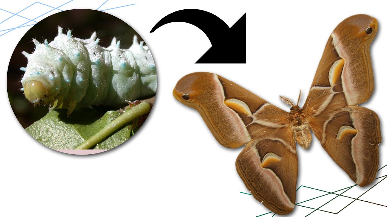 Elever des CHENILLES de PAPILLONS GEANTS ! (Bombyx eri)