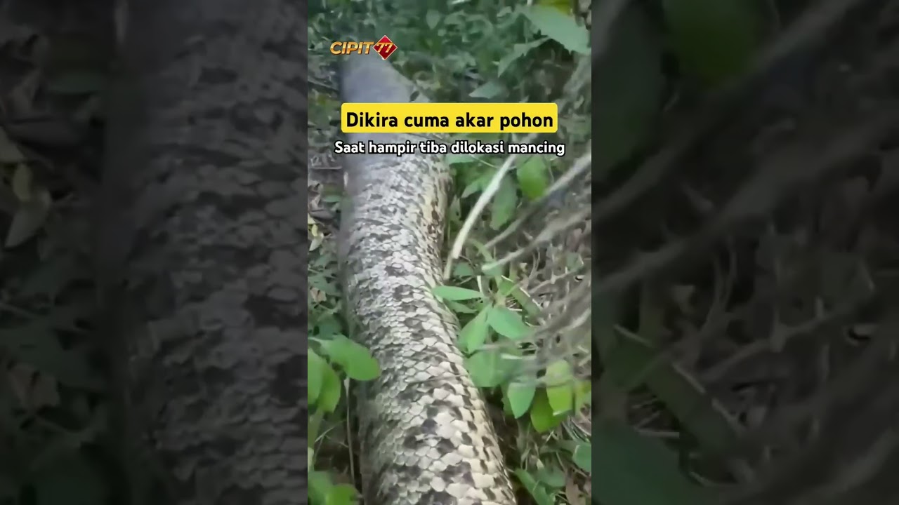 niat pergi memancing malah ketemu ular besar di hutan kalimantan 