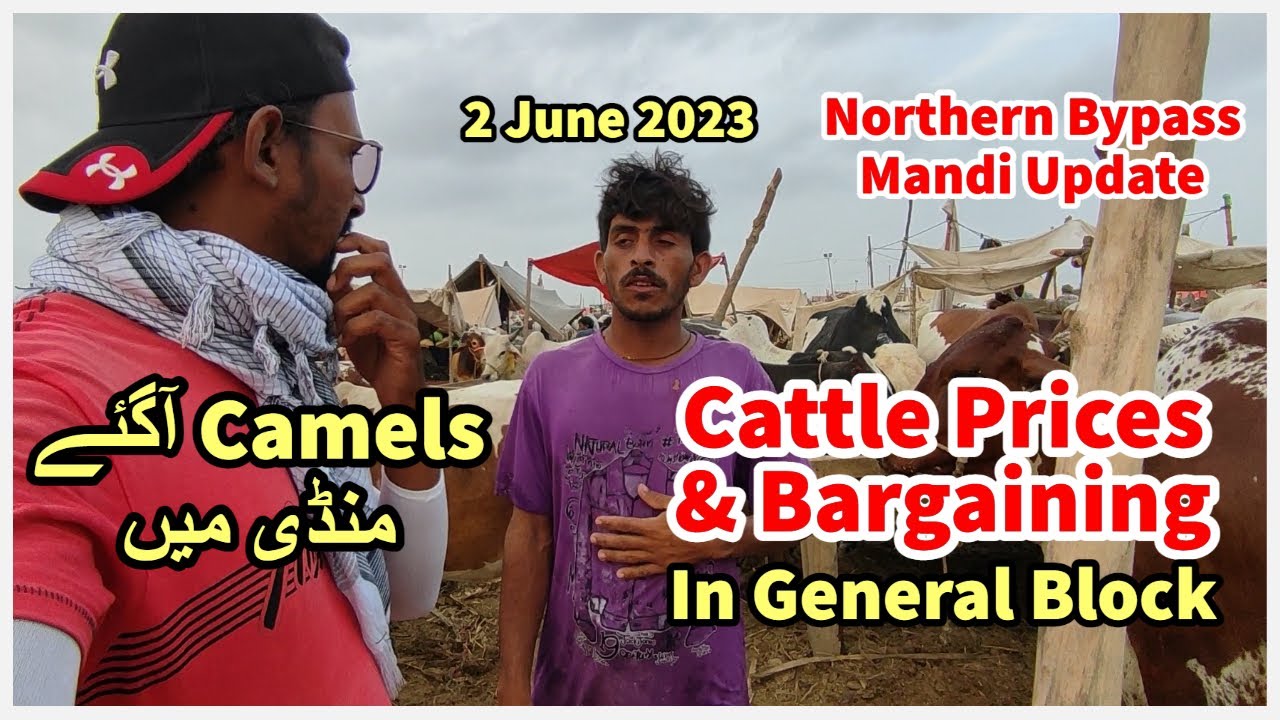 Aj Ek Aur General Block Me Rates Aur Bargaining. Camels Arrived. Northern Bypass Maweshi Mandi 2023