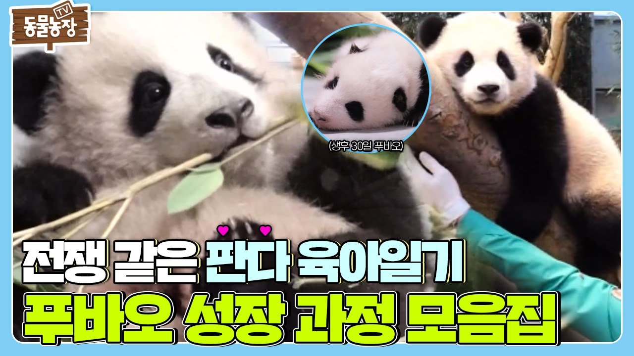 아기 판다 푸바오의 탄생부터 사춘기까지! ♡푸바오 성장 과정 모음집♡ I TV동물농장 (Animal Farm) | SBS Story