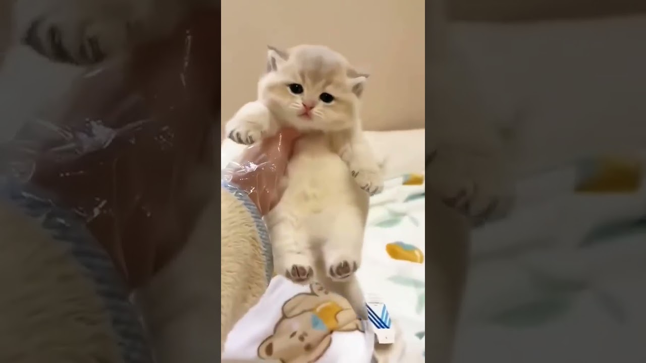 Cute Kittens clips 2023 | Funny Cats #funny #viralvideo #funnyvideo #viral #coolpeachy #funnybaby