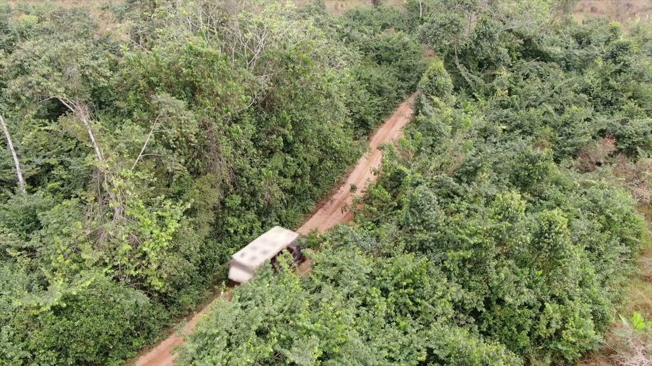 The Congo Basin -Drone footage of the Congo-Brazzaville rainforest, home to Western Lowland Gorillas