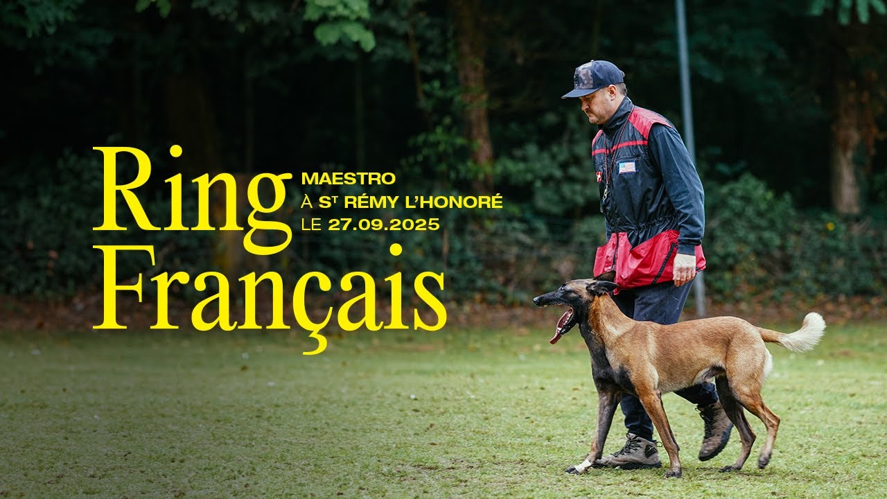 Ring Français - Maestro du Chenil de Chasseur