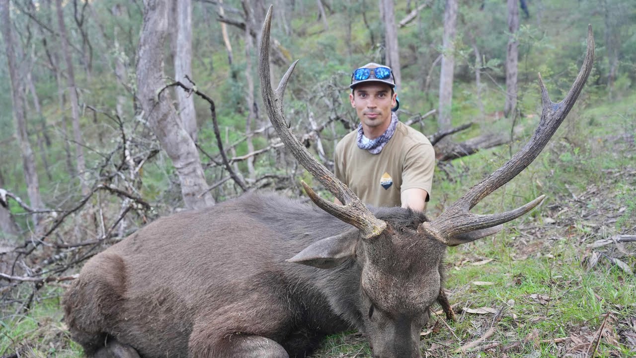 Hunting Sambar Stags - Public Land Success 