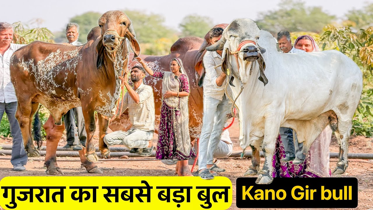 गुजरात का सबसे बड़ा बुल गुजरात में 2024 तरणेतर मेले में गिर बुल में प्रथम 🥇 नंबर पर आया था