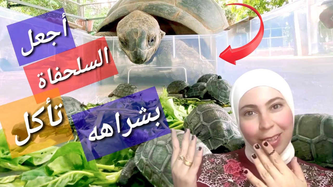 امتناع السلاحف عن الطعام عند الشراء