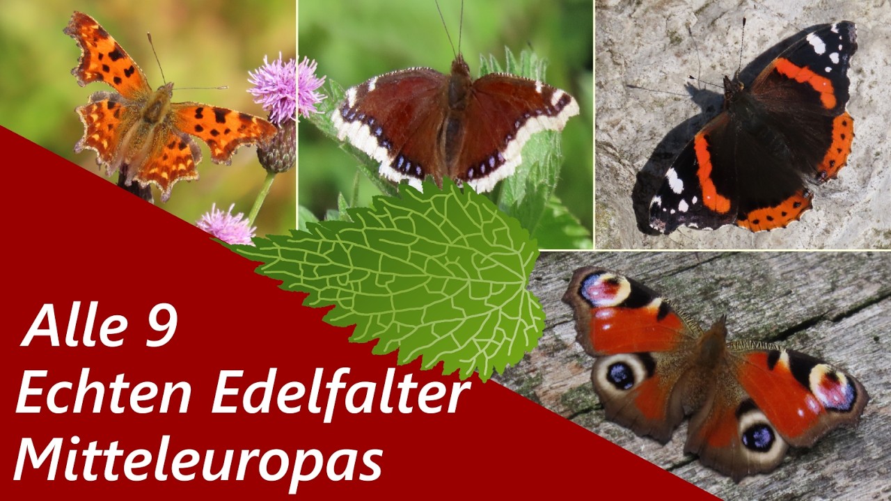 Alle Echten Edelfalter bestimmen! (Nymphalini)