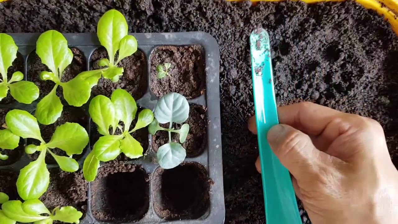 How to Transfer Vegetable Seedlings to A Larger Pot