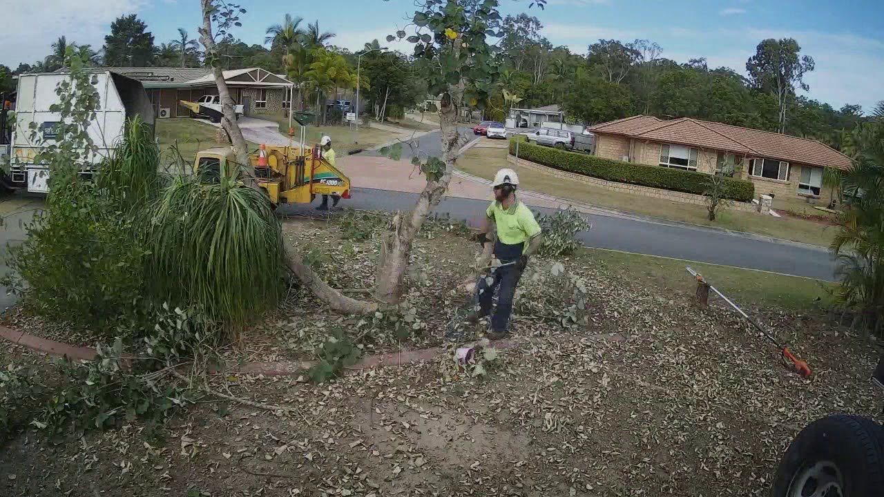 Timelapse of trees being cut down and wood chipped