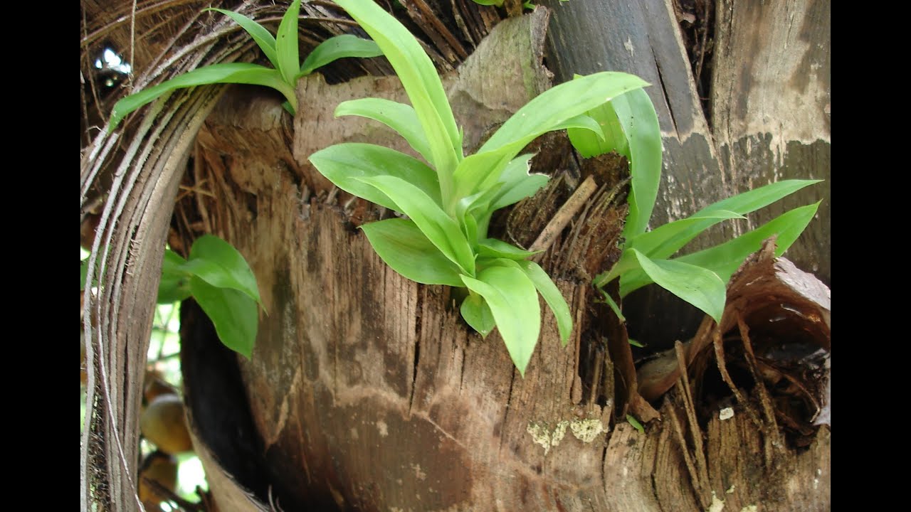 CATASETUM MACROCARPUM, ONDE NASCEM AS ORQUÍDEAS NA NATUREZA, ORCHID, Planta epífita, Hospedeira.