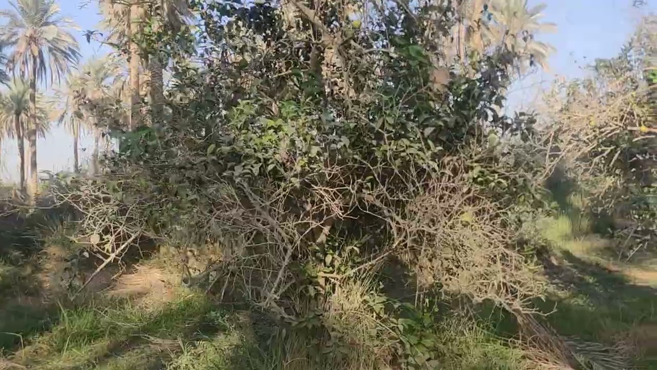 بستان ٧١ دونم طابو تحويل بسم المشتري المسيب الجيلاويه سعر الدونم ٥٥ مليون
