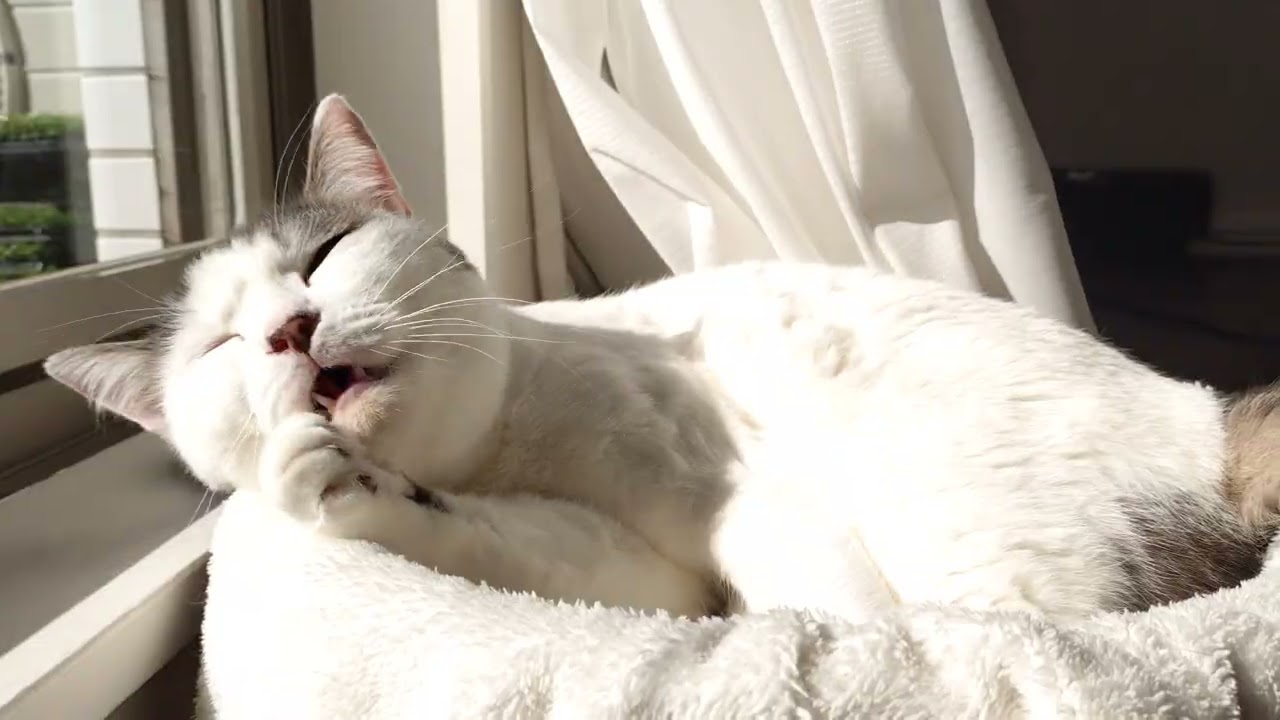 昼下がりの猫
