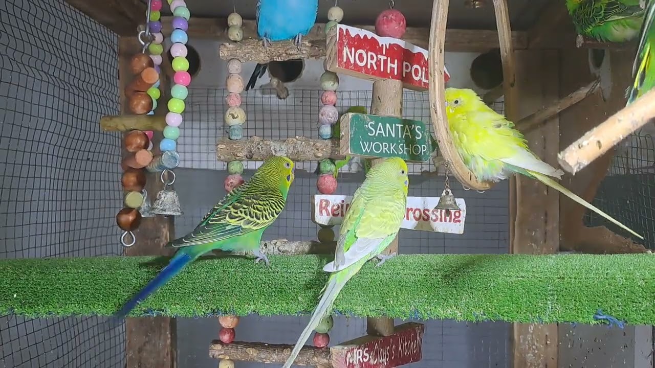 “This parrot knows all the words 🗣️🦜 #BirdTok”