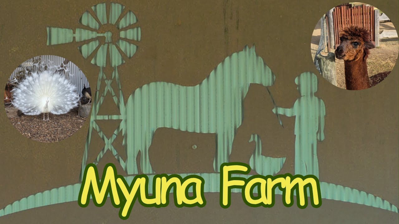 Весёлый день на ферме Myuna Farm | Животные, семейные развлечения и жемчужина Мельбурна #путешест...