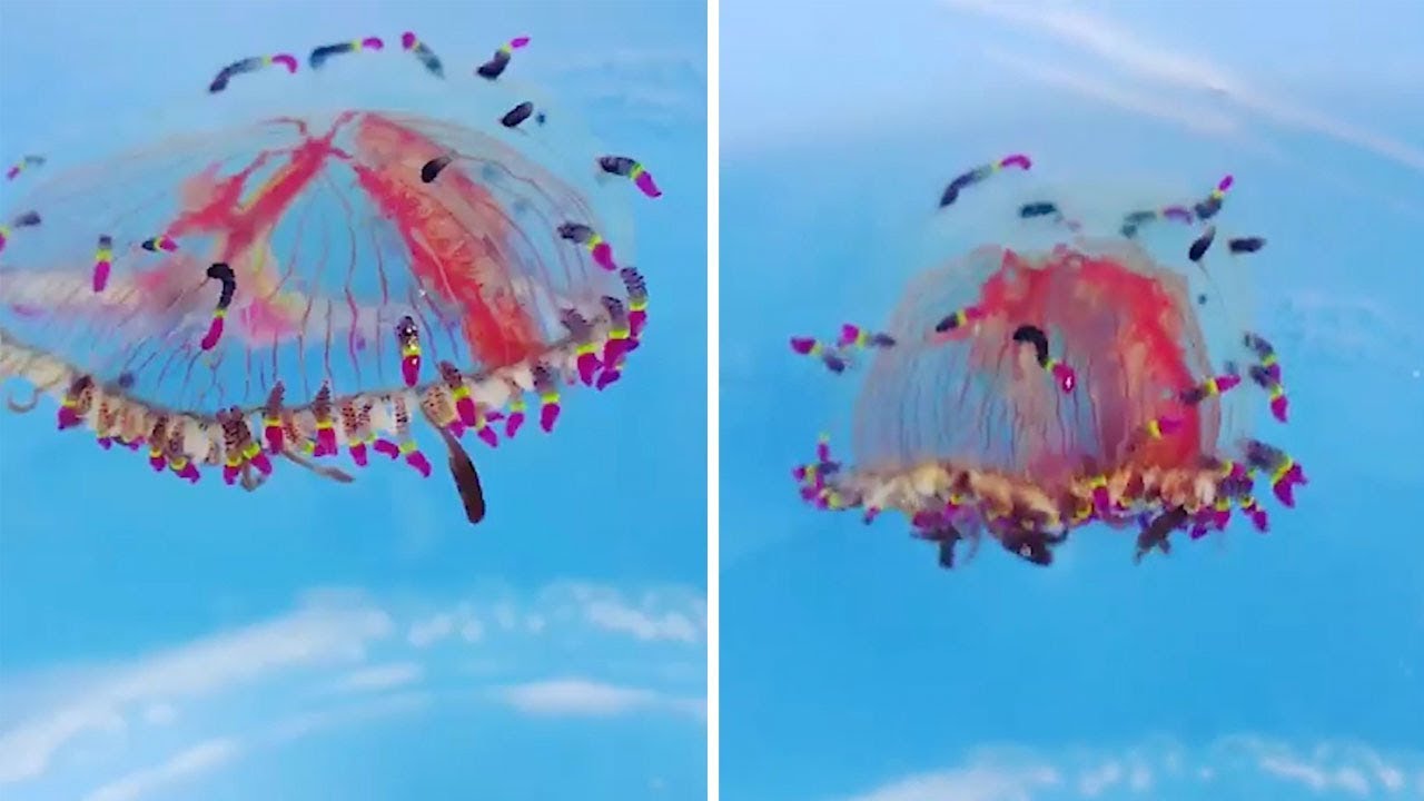 Stunning Colourful Jellyfish