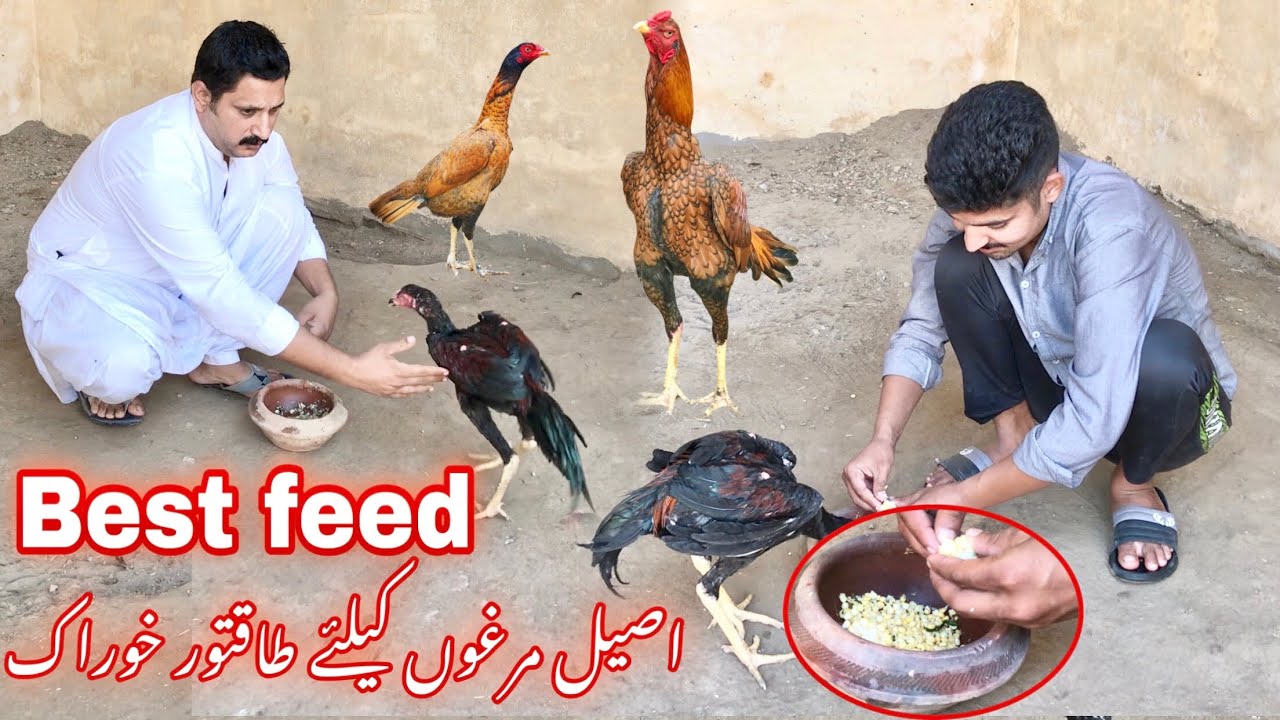 Best feed for chickens | aseel murgy ki khorak