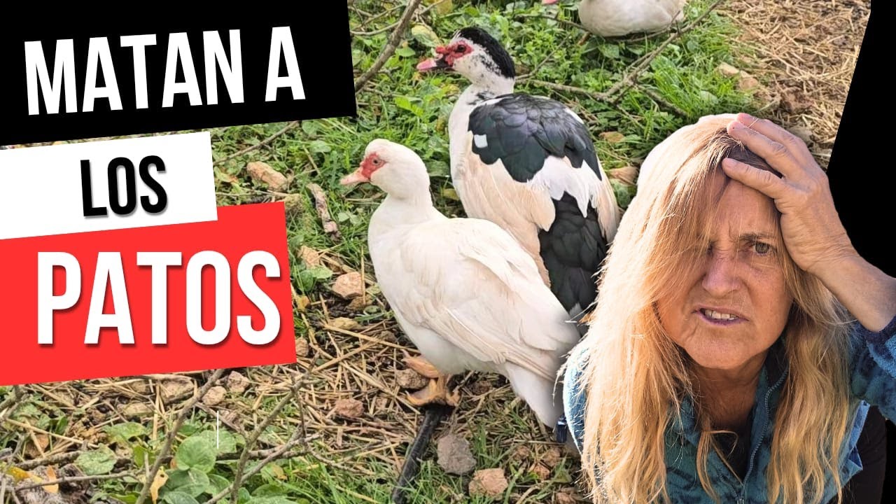 Las ocas mataron a los patos: qué pasó y cómo lo solucionamos