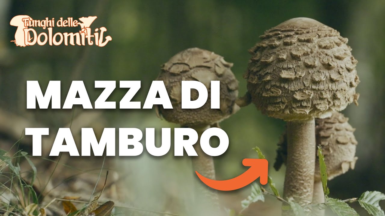 Funghi delle Dolomiti 🍄 | E6: Mazza di Tamburo (COMMESTIBILE)