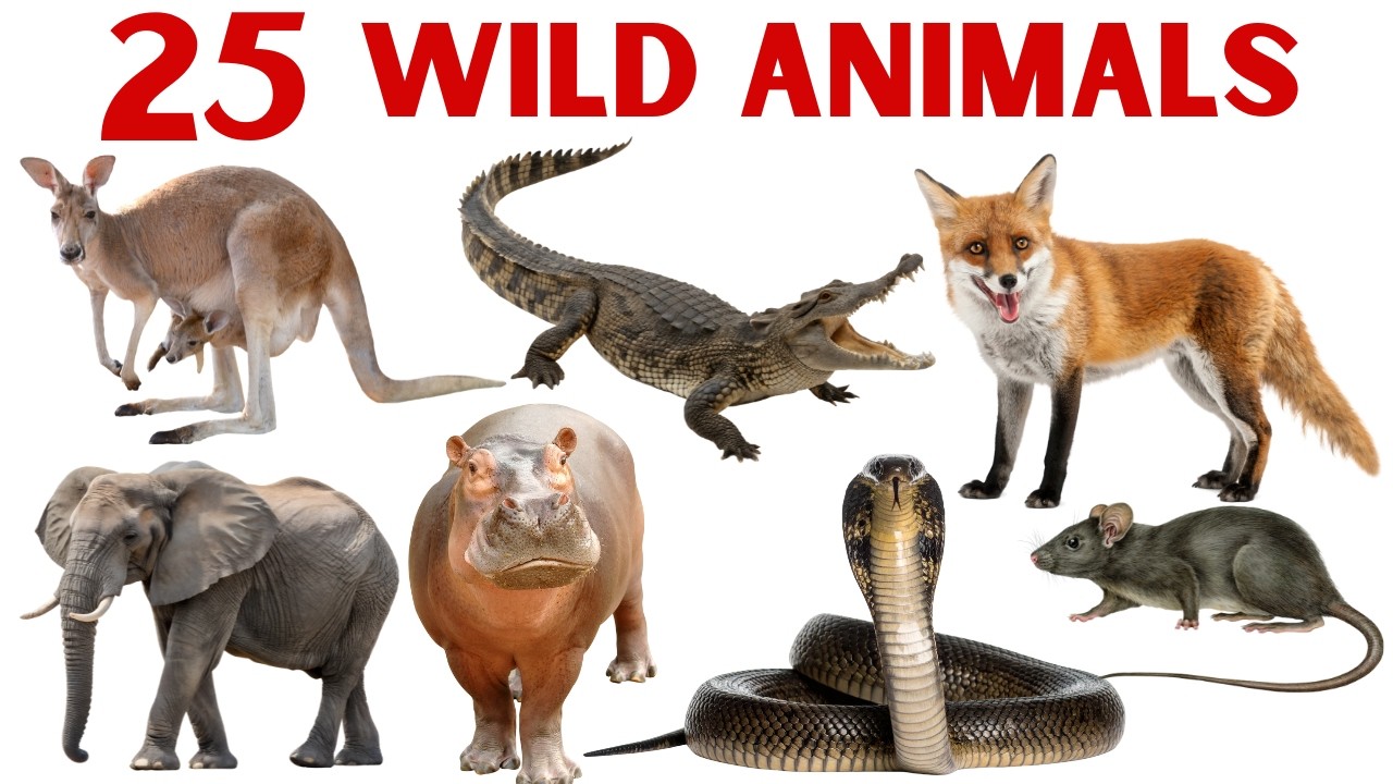 25 Wild Animals Name in Hindi and English | Jungle Animals for Kids | Wild Animals Names