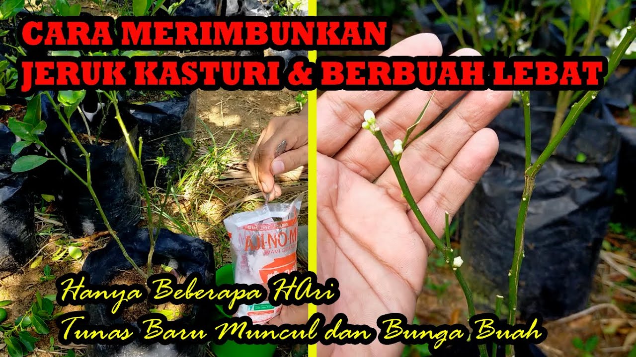 Cara Ini Yang Saya Lakukan Agar Jeruk Kasturi Berbuah Lebat dan Rimbun