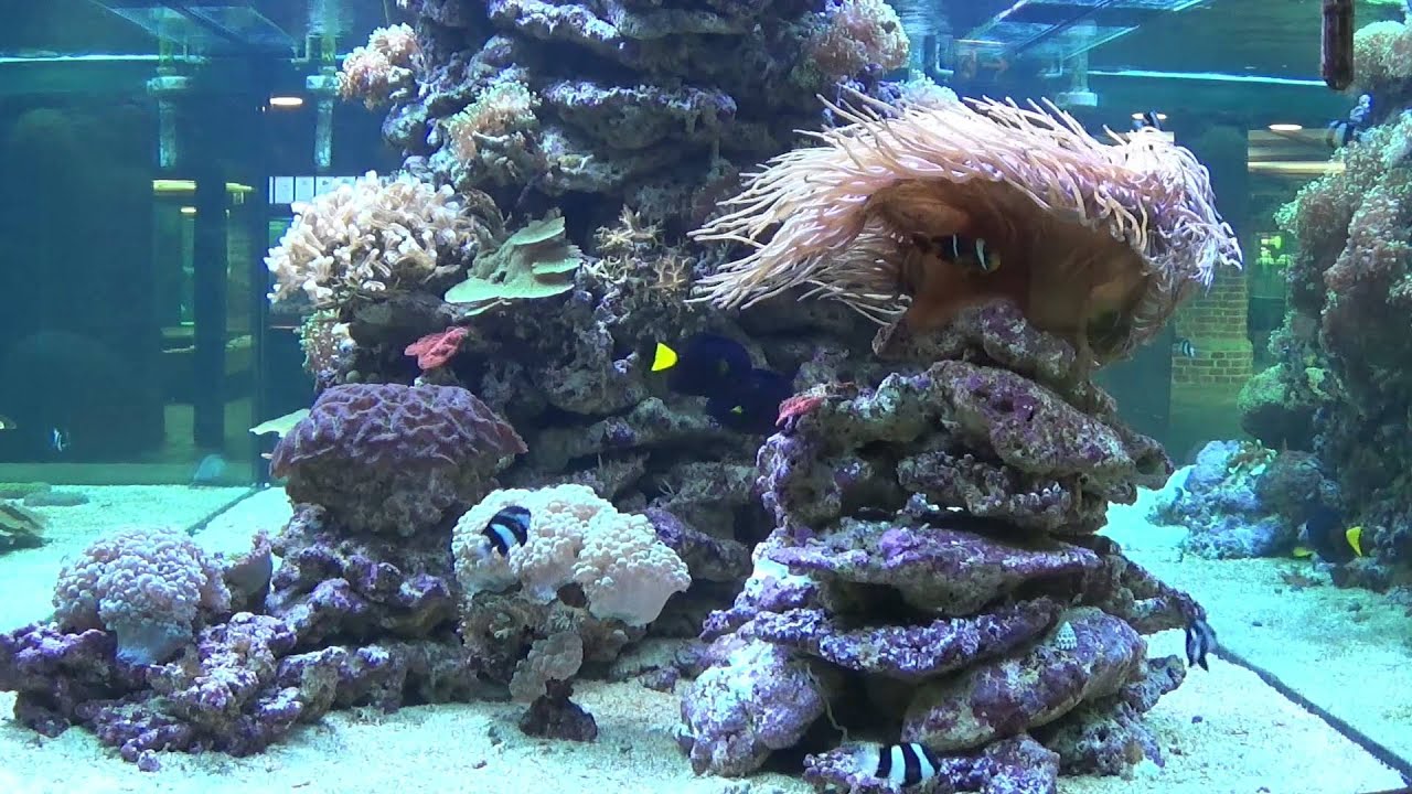 Korallenbecken Meereskundemuseum Aquarium Stralsund 2015